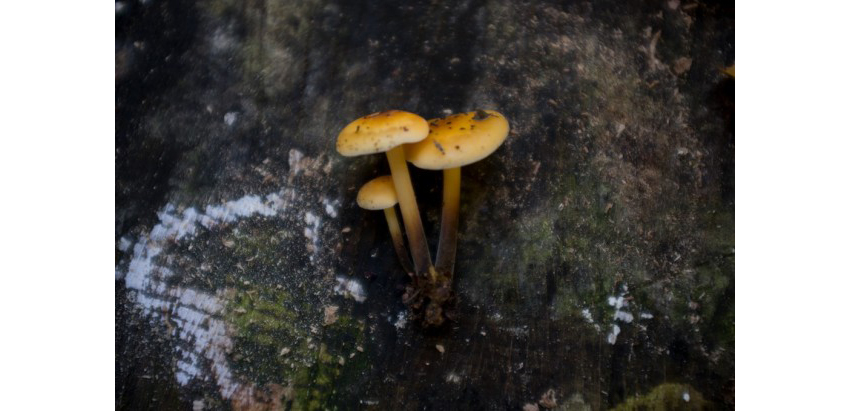 foto-5